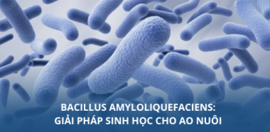 Bacillus amyloliquefaciens: Giải pháp sinh học cho ao nuôi